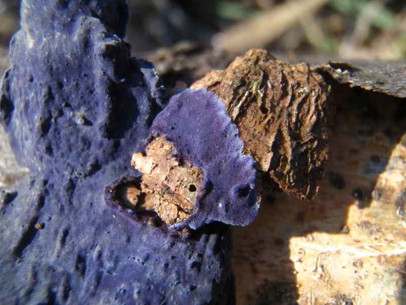 Fungo viola??? (Terana caerulea)